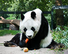 Zoo BerlinIhana eläintarha, jossa on gorilloja, virtahepoja, pandoja ja paljon muita jännittäviä eläimiä. Vieressä on myös akvaarium, jossa on trooppisia kaloja, krokotiilejä ym. vesieläviä.
Avoinna: Ympäri vuoden