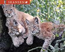 SkansenSkansen on Tukholman ainoa eläinpuisto. Täällä näet villieläimiä Pohjolasta, maatilojen eläimiä ja myös eksoottisia pikkueläimiä. 