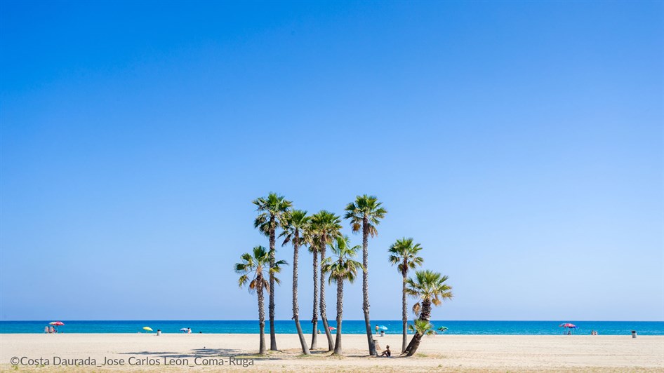 palm treesat beach 