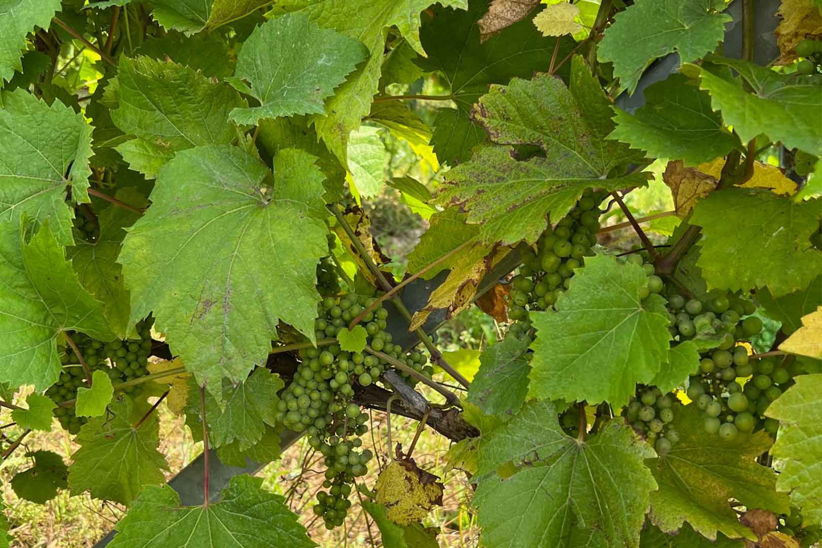 Weinkellereien und lokale Gastronomie